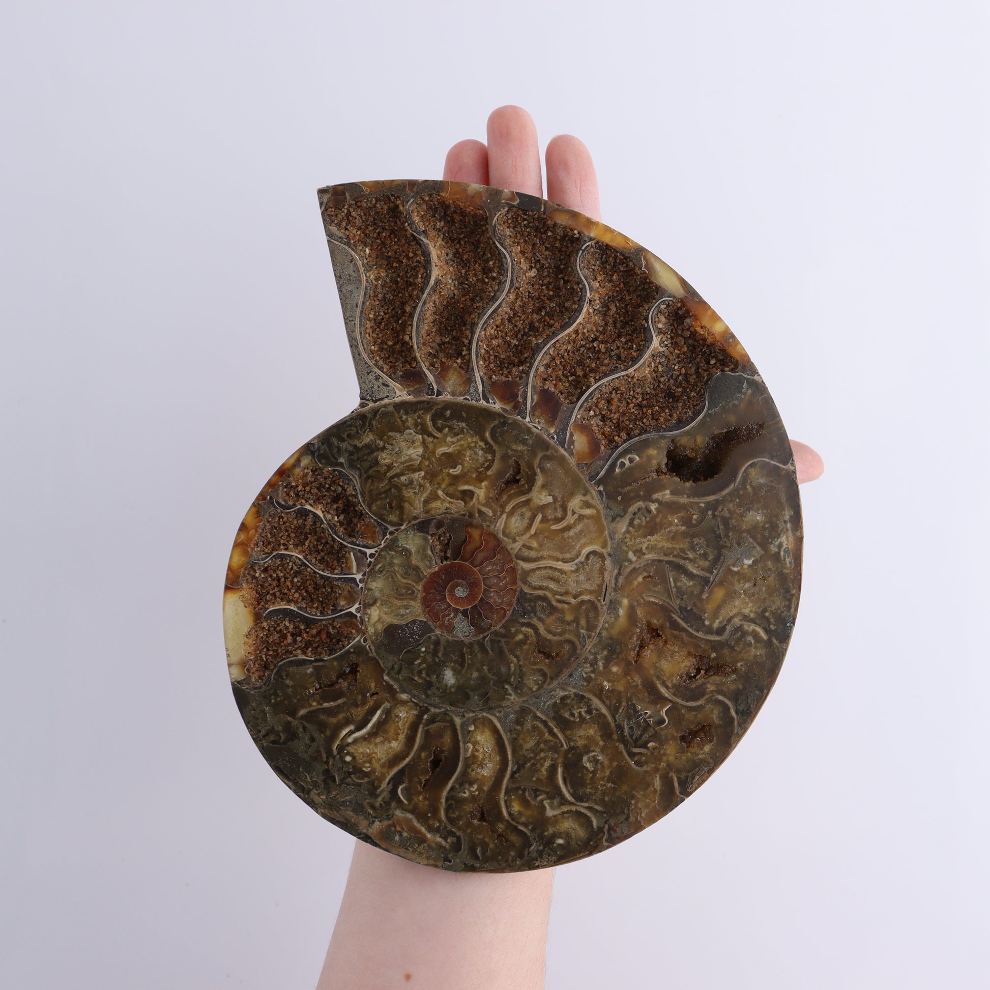 Ammonite Shells Set of 6 - Expert Wholesale and Supplier of Wholesale Crystals & Bulk Gemstones, ["Ammonite","shells"]