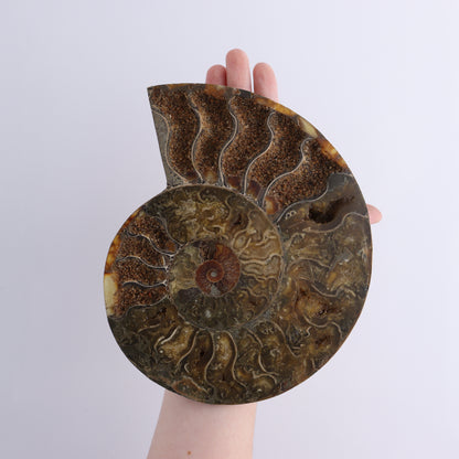Ammonite Shells Set of 6 - Expert Wholesale and Supplier of Wholesale Crystals & Bulk Gemstones, ["Ammonite","shells"]