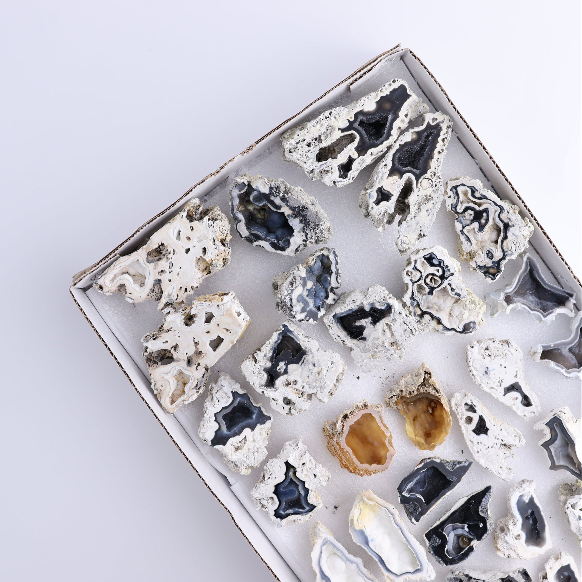 Agatized Coral Flat - Expert Wholesale and Supplier of Wholesale Crystals & Bulk Gemstones, ["Agate","Agatized Coral","Coral","United States"]