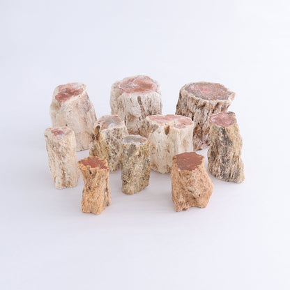 Petrified Wood Cut Bases Set of 10 - Expert Wholesale and Supplier of Wholesale Crystals & Bulk Gemstones, ["Cut Base","Petrified Wood"]