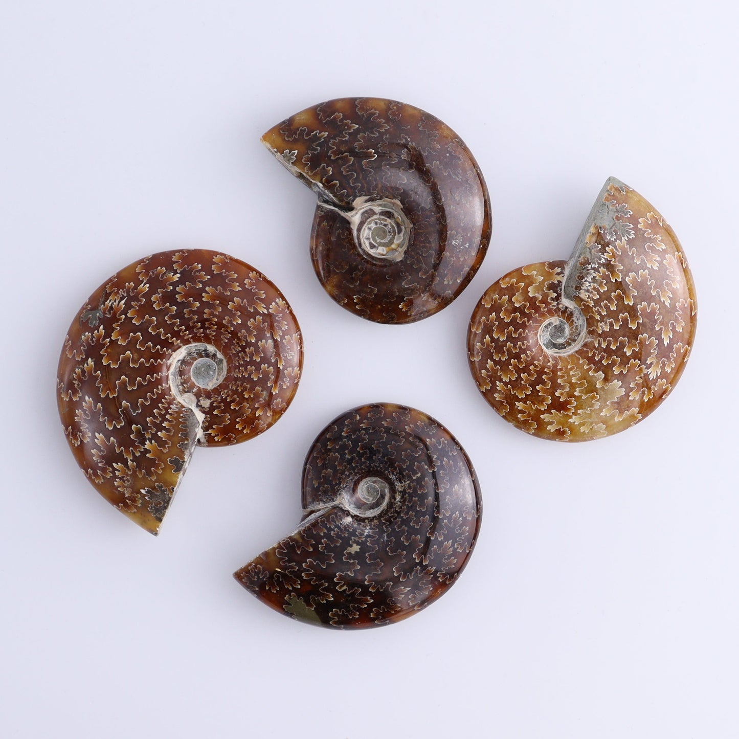 Ammonite Shells Set of 13 - Expert Wholesale and Supplier of Wholesale Crystals & Bulk Gemstones, ["Ammonite","shells"]