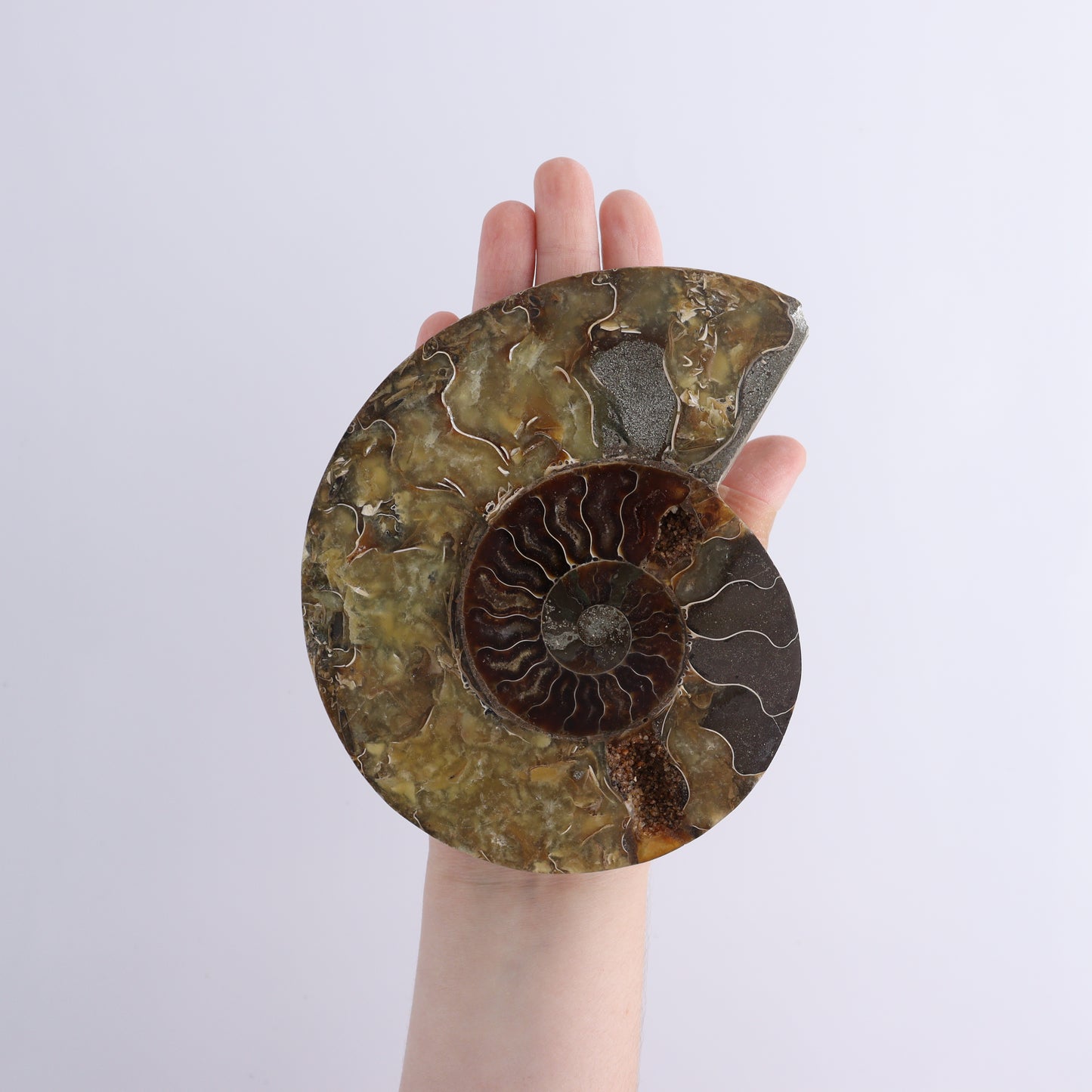 Ammonite Shells Set of 6 - Expert Wholesale and Supplier of Wholesale Crystals & Bulk Gemstones, ["Ammonite","shells"]