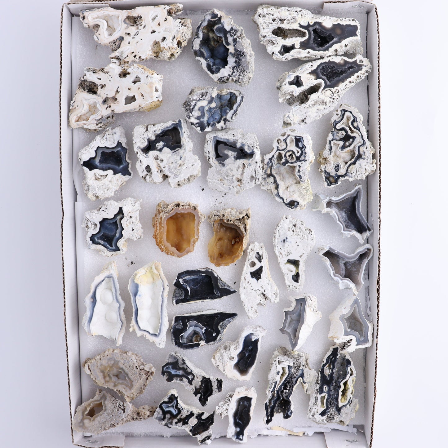 Agatized Coral Flat - Expert Wholesale and Supplier of Wholesale Crystals & Bulk Gemstones, ["Agate","Agatized Coral","Coral","United States"]