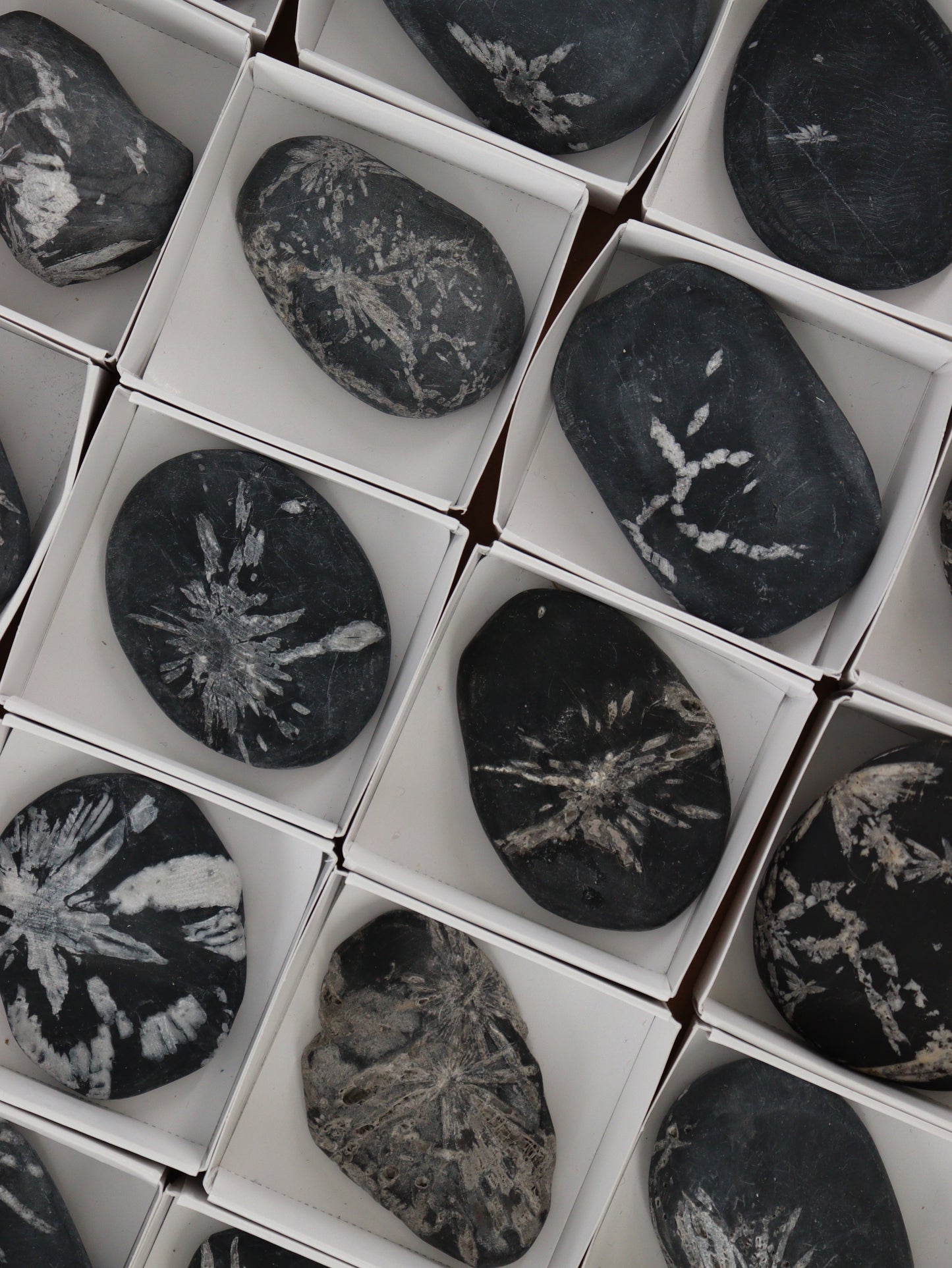 Chrysanthemum Palm Stones - Expert Wholesale and Supplier of Wholesale Crystals & Bulk Gemstones, []