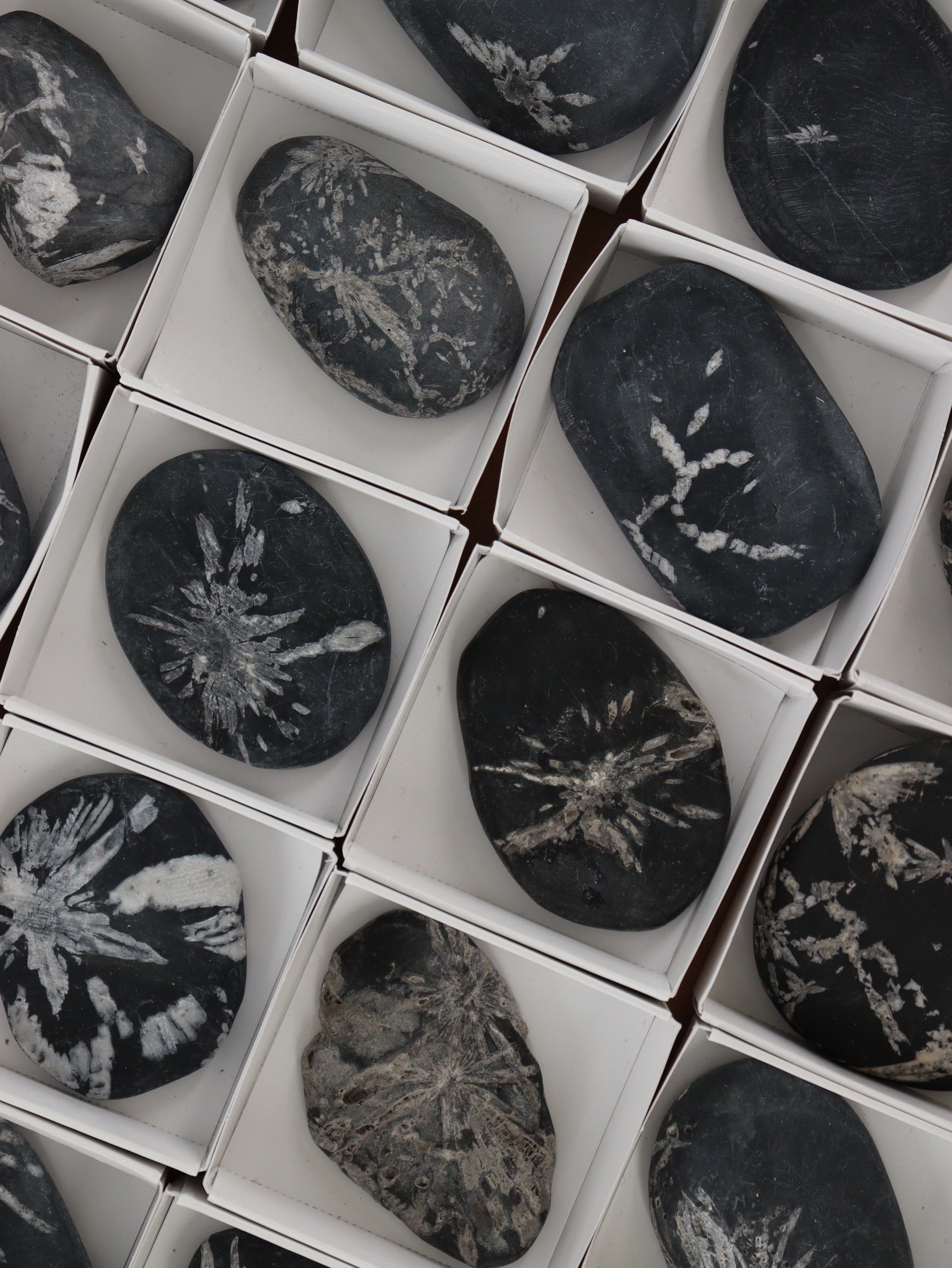 Chrysanthemum Palm Stones - Expert Wholesale and Supplier of Wholesale Crystals & Bulk Gemstones, []