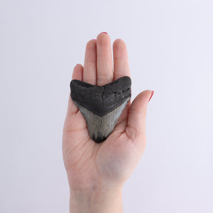 Megalodon Teeth Set of 6 - Expert Wholesale and Supplier of Wholesale Crystals & Bulk Gemstones, ["Megalodon Teeth","United States"]