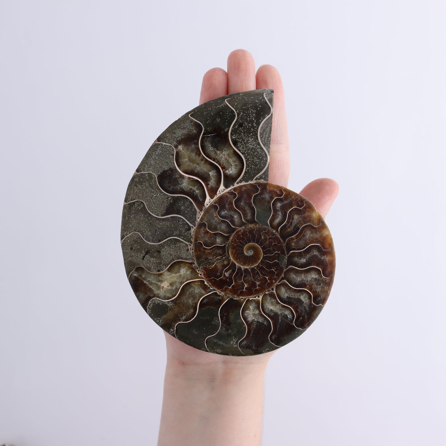 Ammonite Shells Set of 6 - Expert Wholesale and Supplier of Wholesale Crystals & Bulk Gemstones, ["Ammonite","shells"]