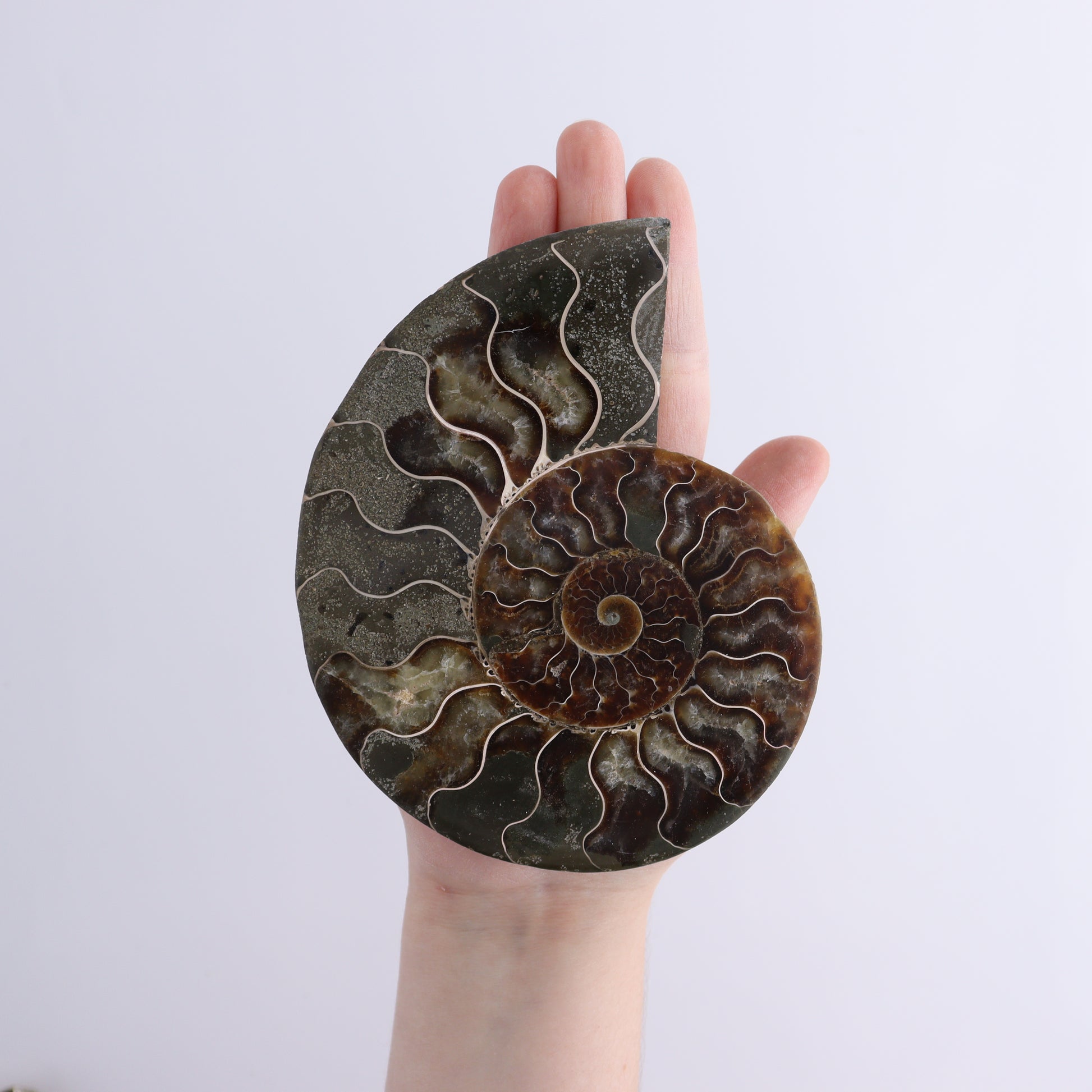 Ammonite Shells Set of 6 - Expert Wholesale and Supplier of Wholesale Crystals & Bulk Gemstones, ["Ammonite","shells"]