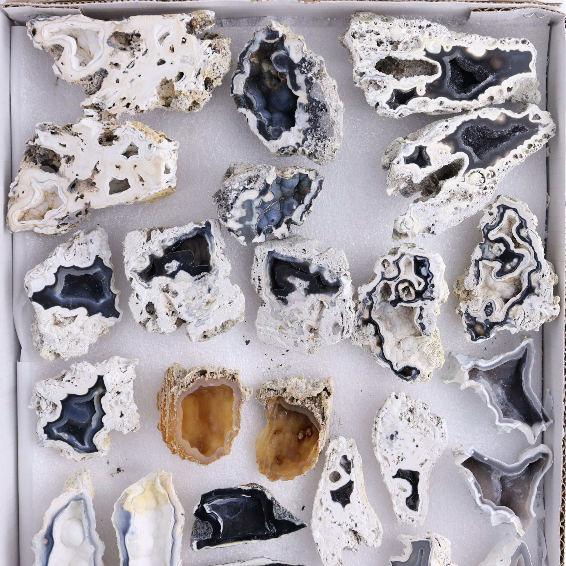 Agatized Coral Flat - Expert Wholesale and Supplier of Wholesale Crystals & Bulk Gemstones, ["Agate","Agatized Coral","Coral","United States"]