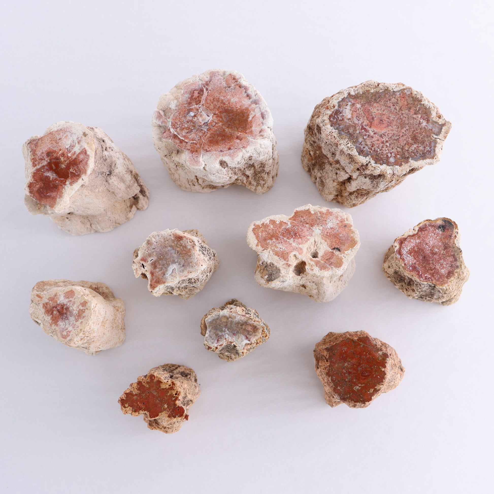 Petrified Wood Cut Bases Set of 10 - Expert Wholesale and Supplier of Wholesale Crystals & Bulk Gemstones, ["Cut Base","Petrified Wood"]