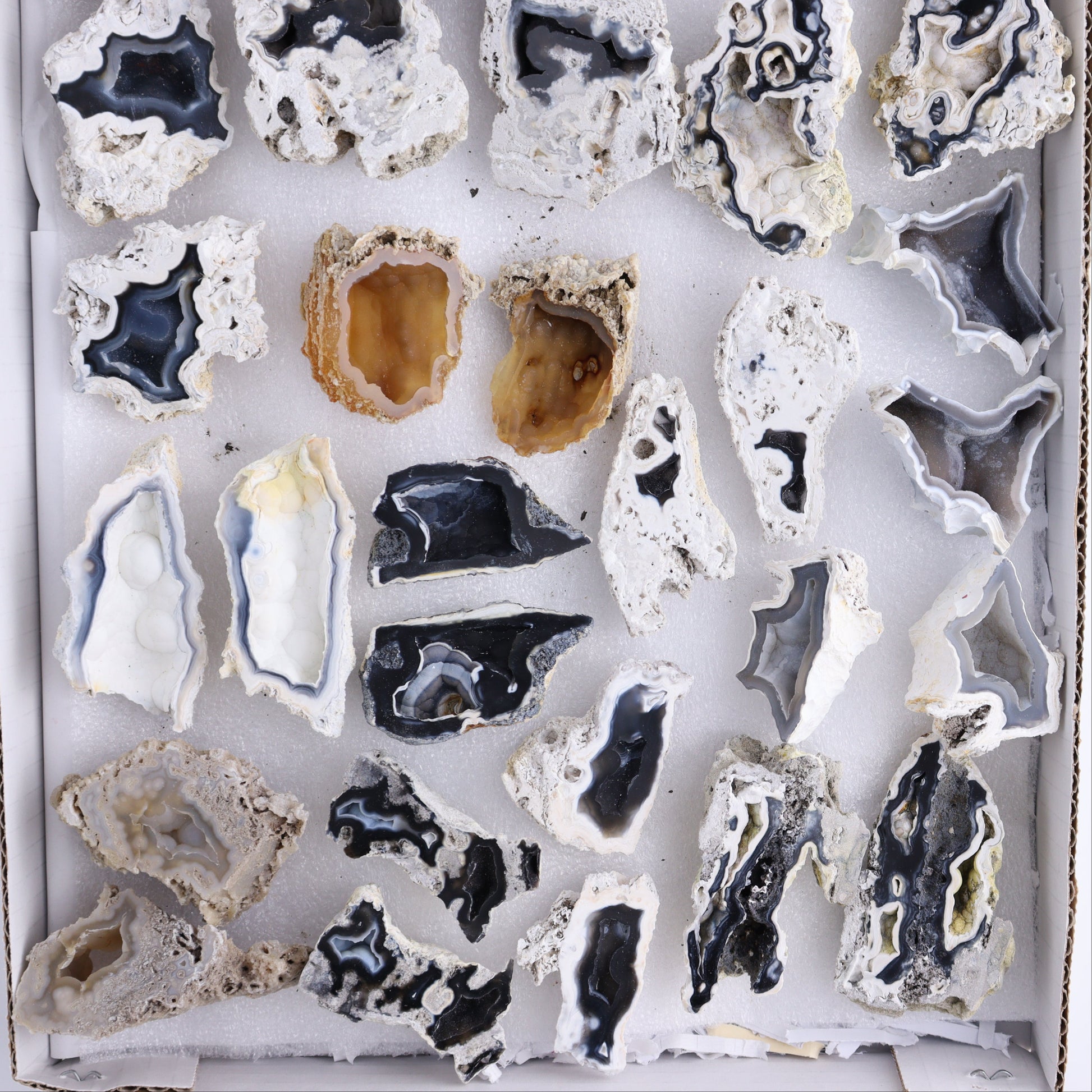 Agatized Coral Flat - Expert Wholesale and Supplier of Wholesale Crystals & Bulk Gemstones, ["Agate","Agatized Coral","Coral","United States"]