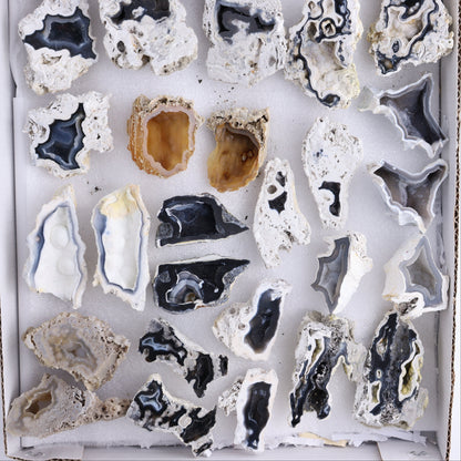 Agatized Coral Flat - Expert Wholesale and Supplier of Wholesale Crystals & Bulk Gemstones, ["Agate","Agatized Coral","Coral","United States"]
