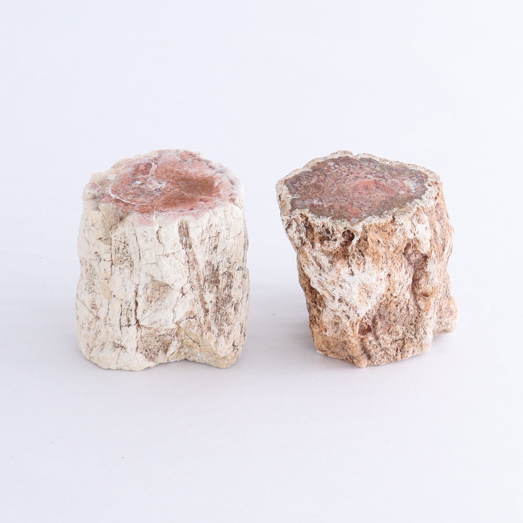 Petrified Wood Cut Bases Set of 10 - Expert Wholesale and Supplier of Wholesale Crystals & Bulk Gemstones, ["Cut Base","Petrified Wood"]