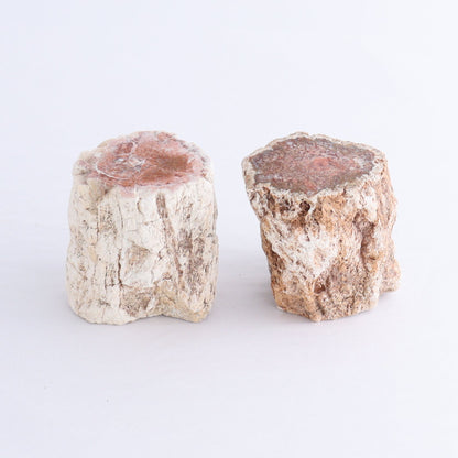 Petrified Wood Cut Bases Set of 10 - Expert Wholesale and Supplier of Wholesale Crystals & Bulk Gemstones, ["Cut Base","Petrified Wood"]