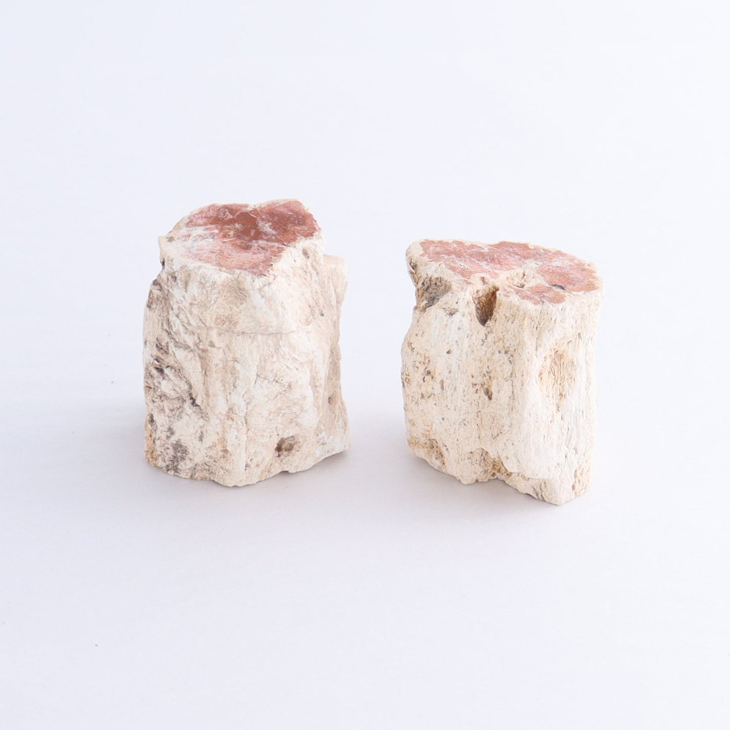 Petrified Wood Cut Bases Set of 10 - Expert Wholesale and Supplier of Wholesale Crystals & Bulk Gemstones, ["Cut Base","Petrified Wood"]