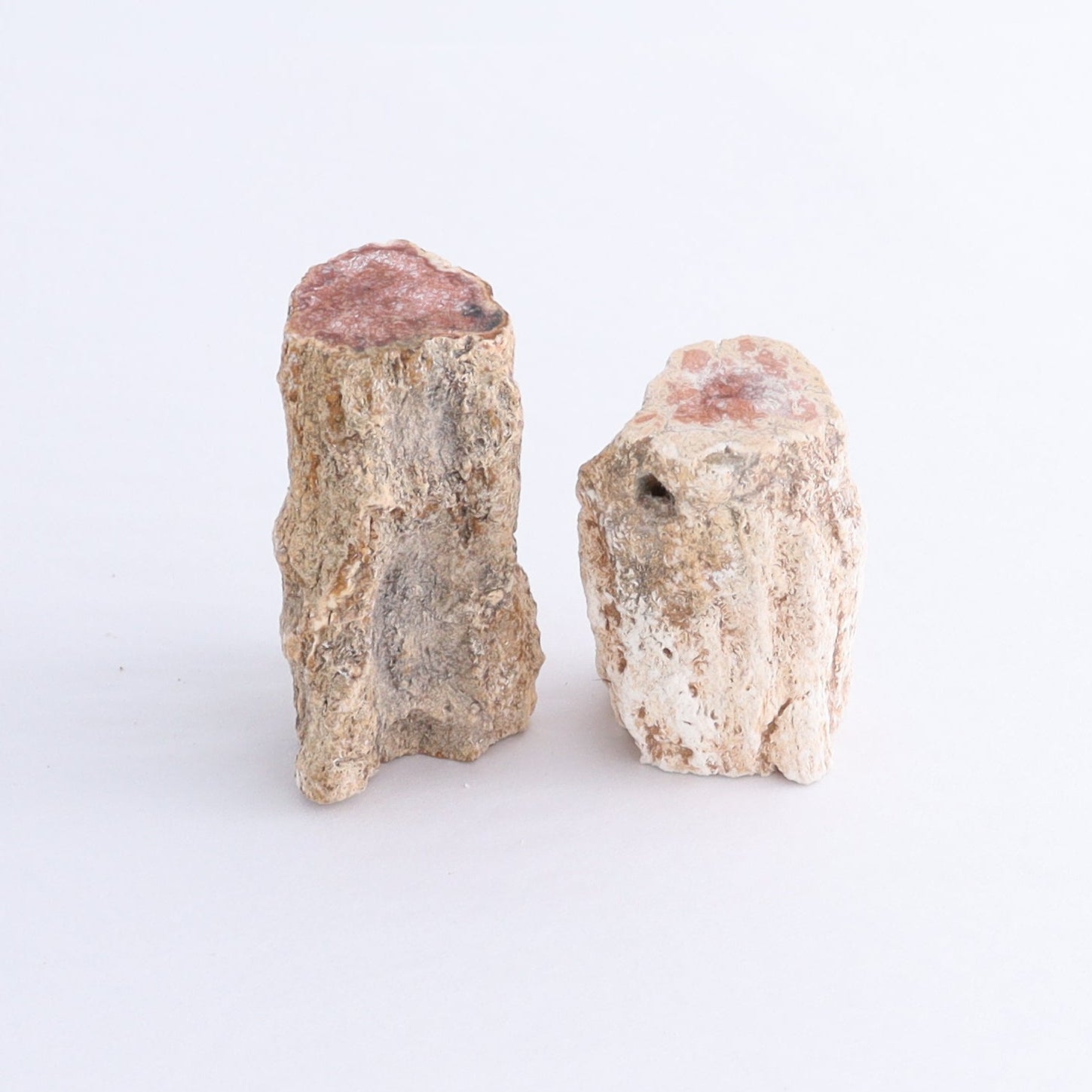 Petrified Wood Cut Bases Set of 10 - Expert Wholesale and Supplier of Wholesale Crystals & Bulk Gemstones, ["Cut Base","Petrified Wood"]