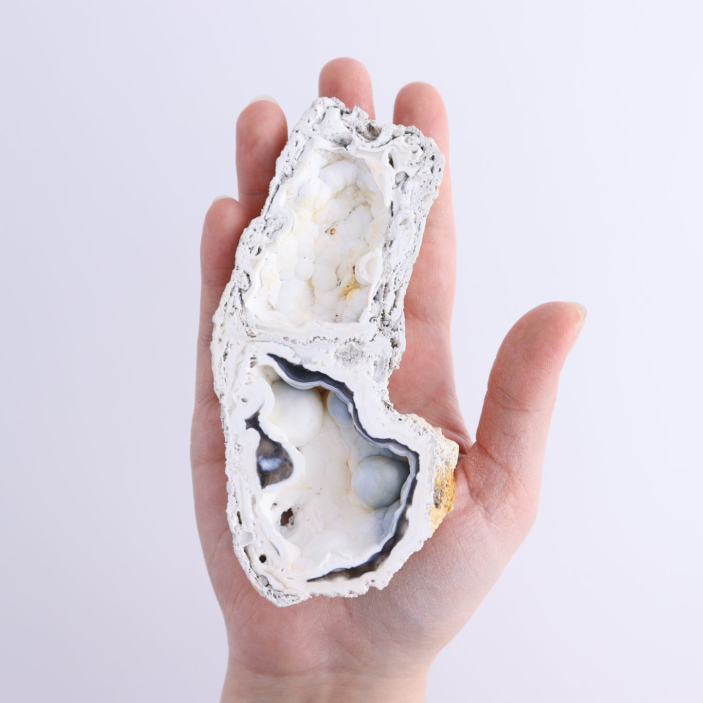 Agatized Coral Flat - Expert Wholesale and Supplier of Wholesale Crystals & Bulk Gemstones, ["Agate","Agatized Coral","Coral","United States"]