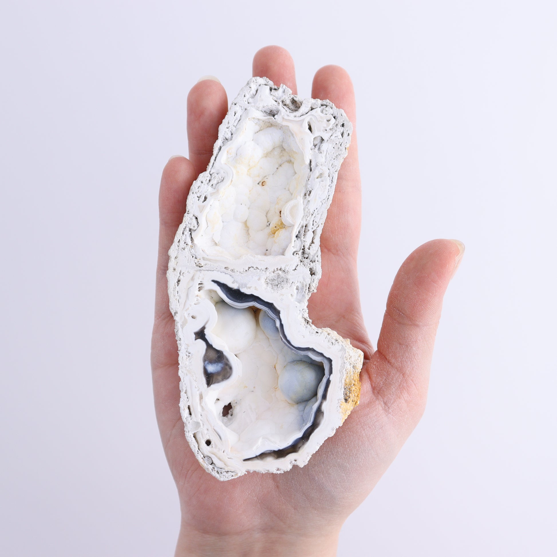 Agatized Coral Flat - Expert Wholesale and Supplier of Wholesale Crystals & Bulk Gemstones, ["Agate","Agatized Coral","Coral","United States"]