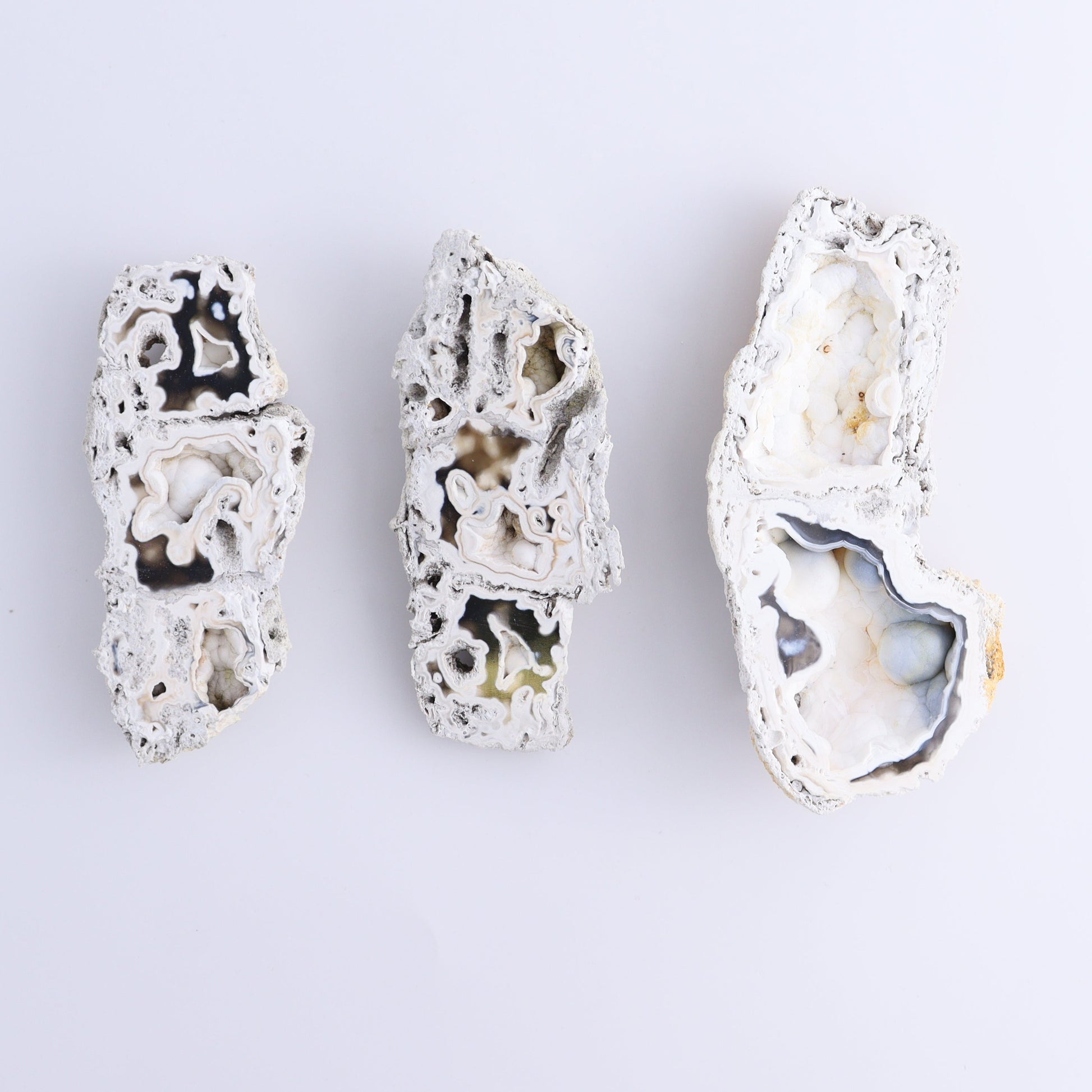 Agatized Coral Flat - Expert Wholesale and Supplier of Wholesale Crystals & Bulk Gemstones, ["Agate","Agatized Coral","Coral","United States"]