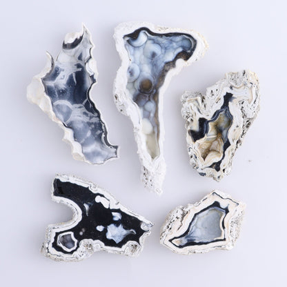 Agatized Coral Flat - Expert Wholesale and Supplier of Wholesale Crystals & Bulk Gemstones, ["Agate","Agatized Coral","Coral","United States"]