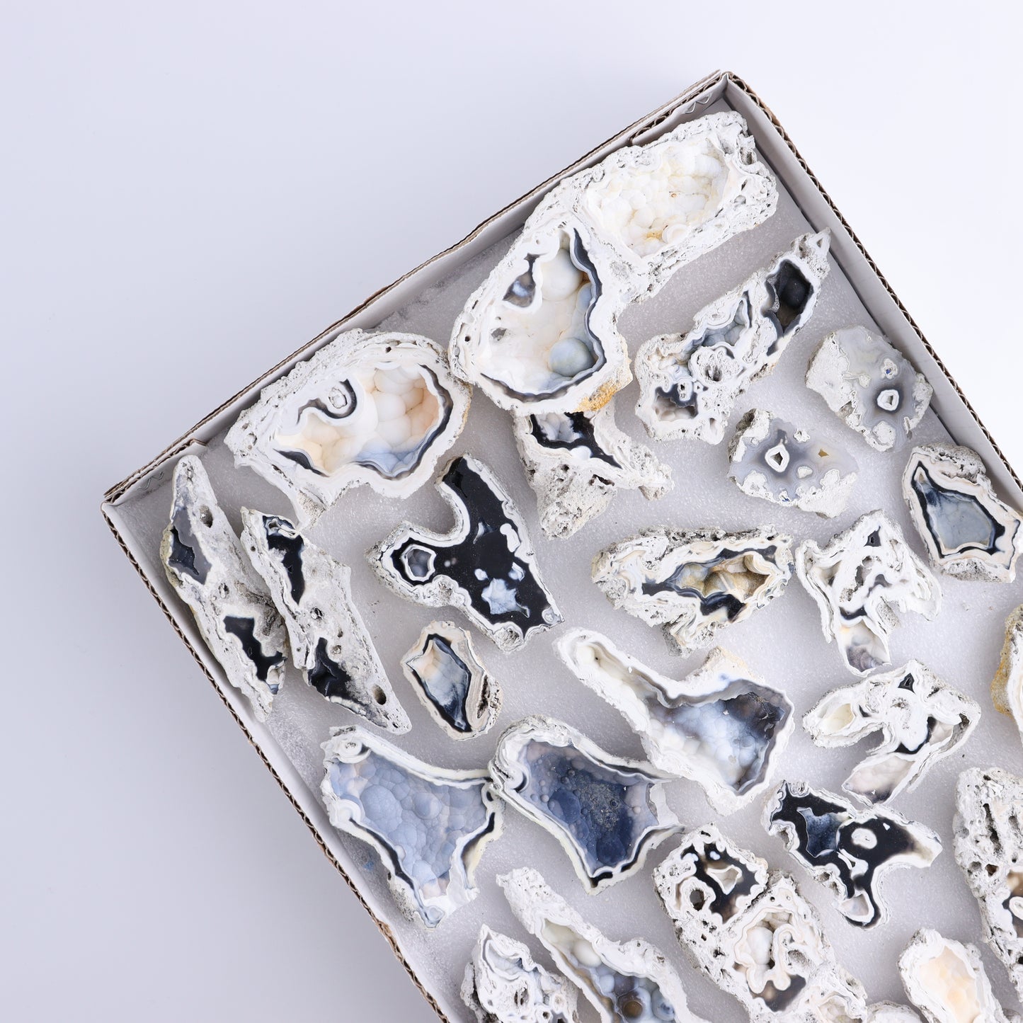 Agatized Coral Flat - Expert Wholesale and Supplier of Wholesale Crystals & Bulk Gemstones, ["Agate","Agatized Coral","Coral","United States"]