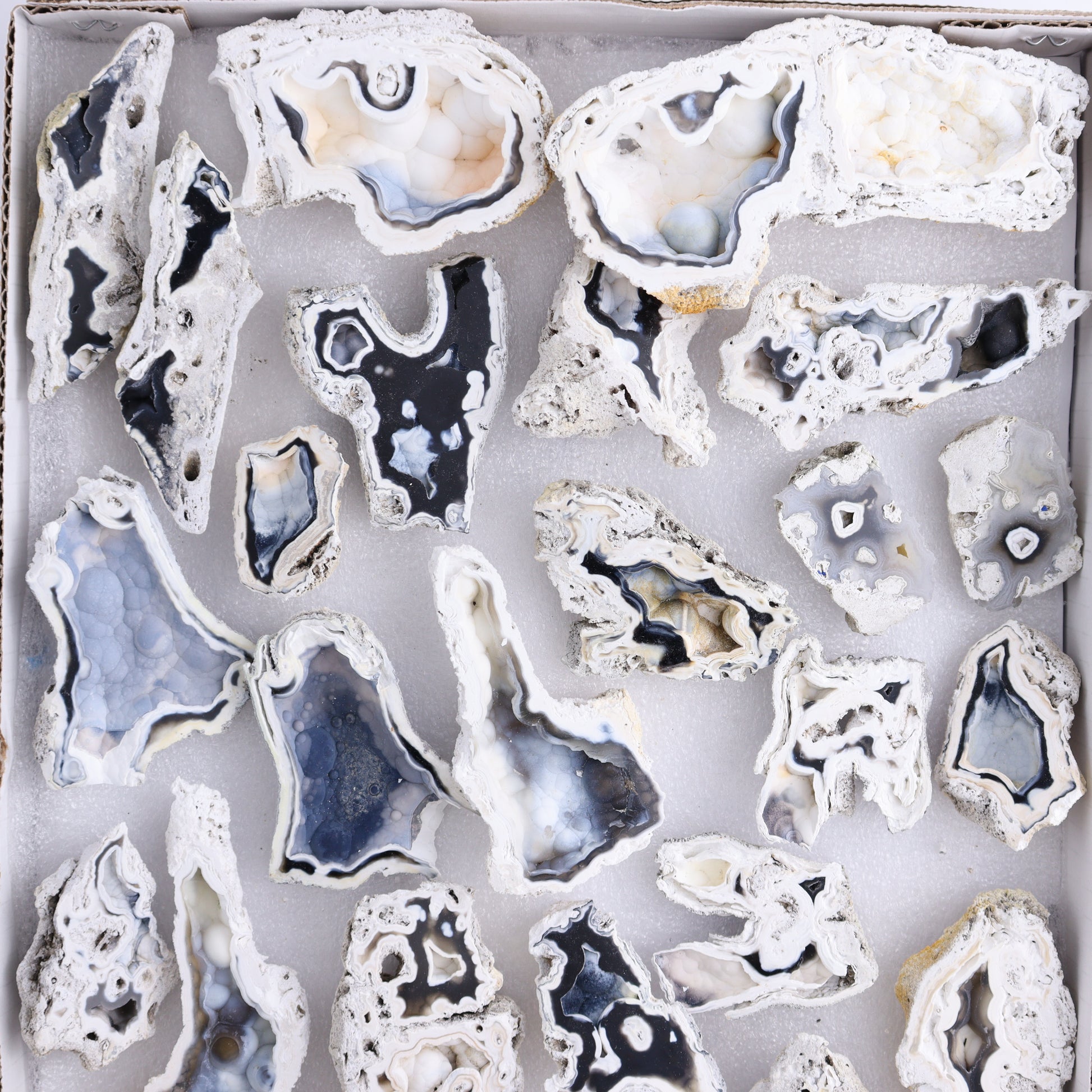 Agatized Coral Flat - Expert Wholesale and Supplier of Wholesale Crystals & Bulk Gemstones, ["Agate","Agatized Coral","Coral","United States"]