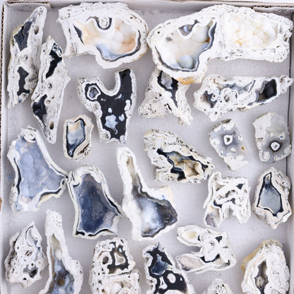 Agatized Coral Flat - Expert Wholesale and Supplier of Wholesale Crystals & Bulk Gemstones, ["Agate","Agatized Coral","Coral","United States"]