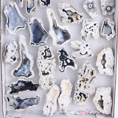 Agatized Coral Flat - Expert Wholesale and Supplier of Wholesale Crystals & Bulk Gemstones, ["Agate","Agatized Coral","Coral","United States"]