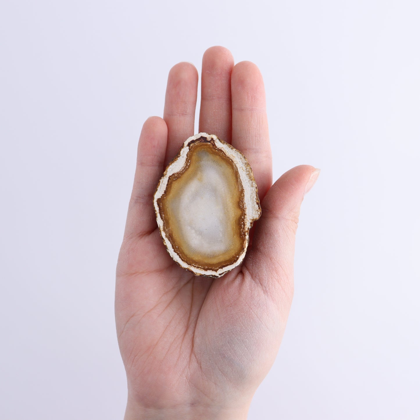 Agatized Coral Flat - Expert Wholesale and Supplier of Wholesale Crystals & Bulk Gemstones, ["Agate","Agatized Coral","Coral","United States"]