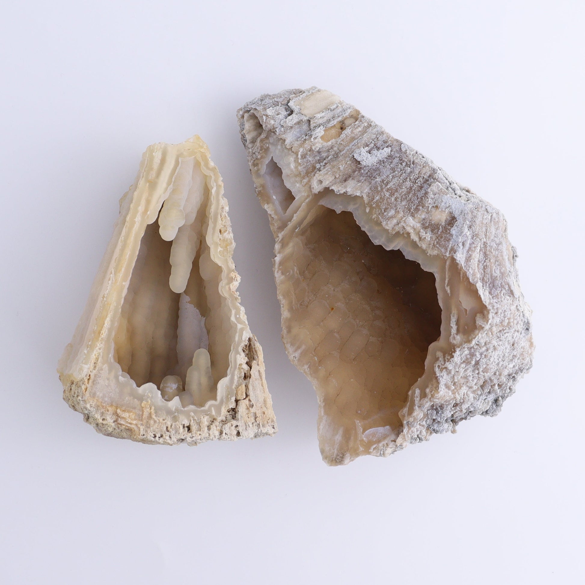 Agatized Coral Flat - Expert Wholesale and Supplier of Wholesale Crystals & Bulk Gemstones, ["Agate","Agatized Coral","Coral","United States"]