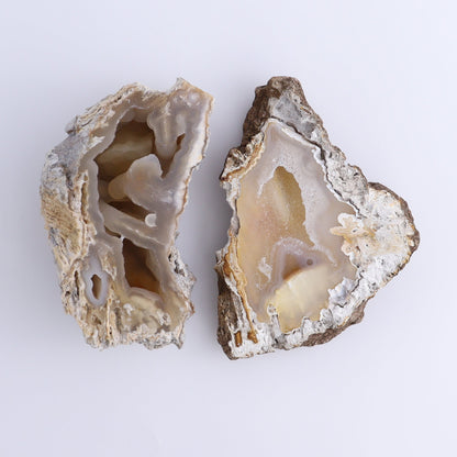 Agatized Coral Flat - Expert Wholesale and Supplier of Wholesale Crystals & Bulk Gemstones, ["Agate","Agatized Coral","Coral","United States"]