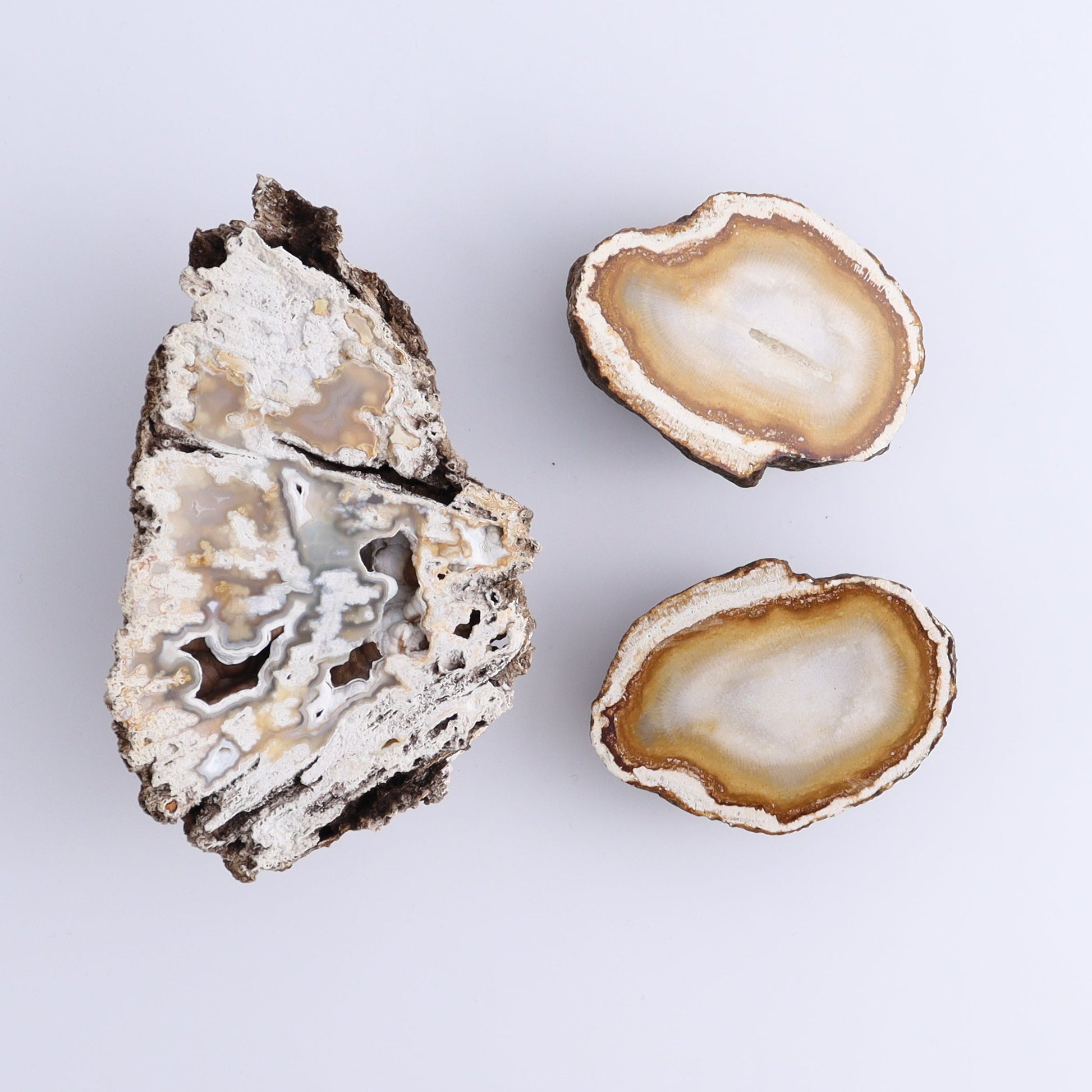 Agatized Coral Flat - Expert Wholesale and Supplier of Wholesale Crystals & Bulk Gemstones, ["Agate","Agatized Coral","Coral","United States"]