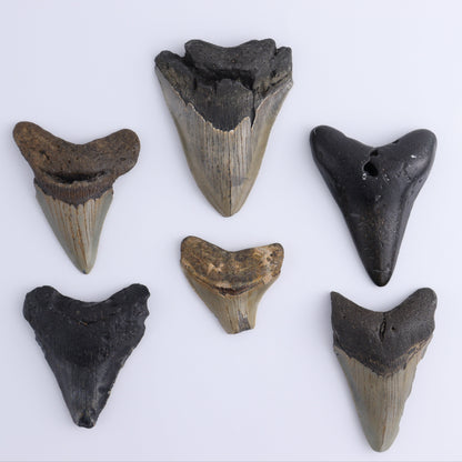 Megalodon Teeth Set of 6 - Expert Wholesale and Supplier of Wholesale Crystals & Bulk Gemstones, ["Megalodon Teeth","United States"]