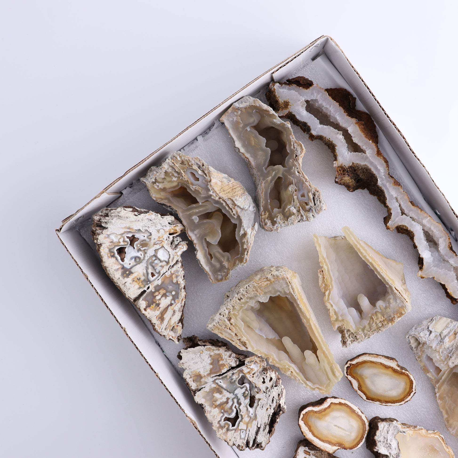 Agatized Coral Flat - Expert Wholesale and Supplier of Wholesale Crystals & Bulk Gemstones, ["Agate","Agatized Coral","Coral","United States"]