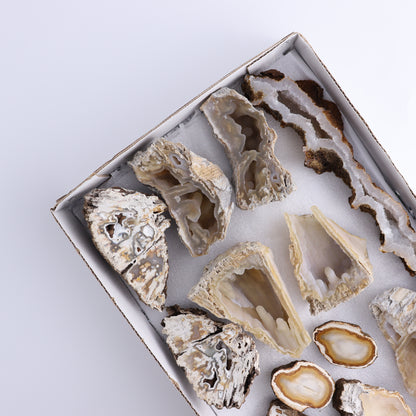 Agatized Coral Flat - Expert Wholesale and Supplier of Wholesale Crystals & Bulk Gemstones, ["Agate","Agatized Coral","Coral","United States"]