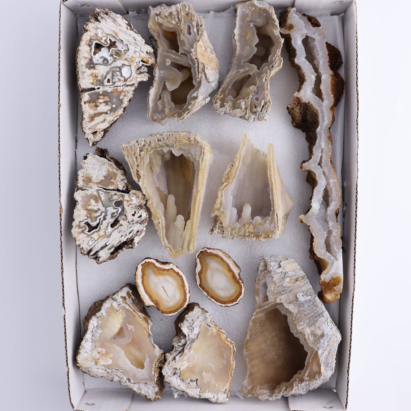 Agatized Coral Flat - Expert Wholesale and Supplier of Wholesale Crystals & Bulk Gemstones, ["Agate","Agatized Coral","Coral","United States"]