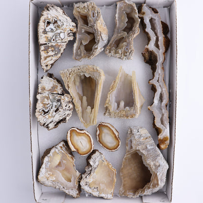 Agatized Coral Flat - Expert Wholesale and Supplier of Wholesale Crystals & Bulk Gemstones, ["Agate","Agatized Coral","Coral","United States"]