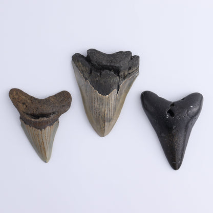 Megalodon Teeth Set of 6 - Expert Wholesale and Supplier of Wholesale Crystals & Bulk Gemstones, ["Megalodon Teeth","United States"]