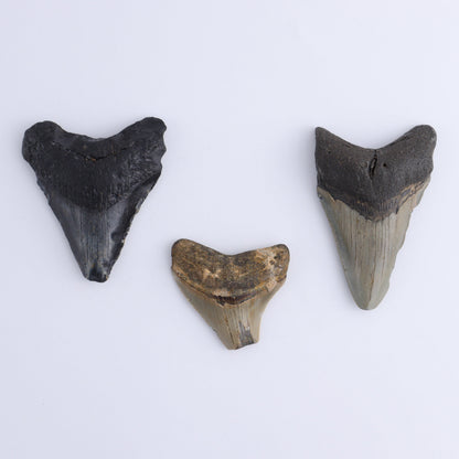 Megalodon Teeth Set of 6 - Expert Wholesale and Supplier of Wholesale Crystals & Bulk Gemstones, ["Megalodon Teeth","United States"]