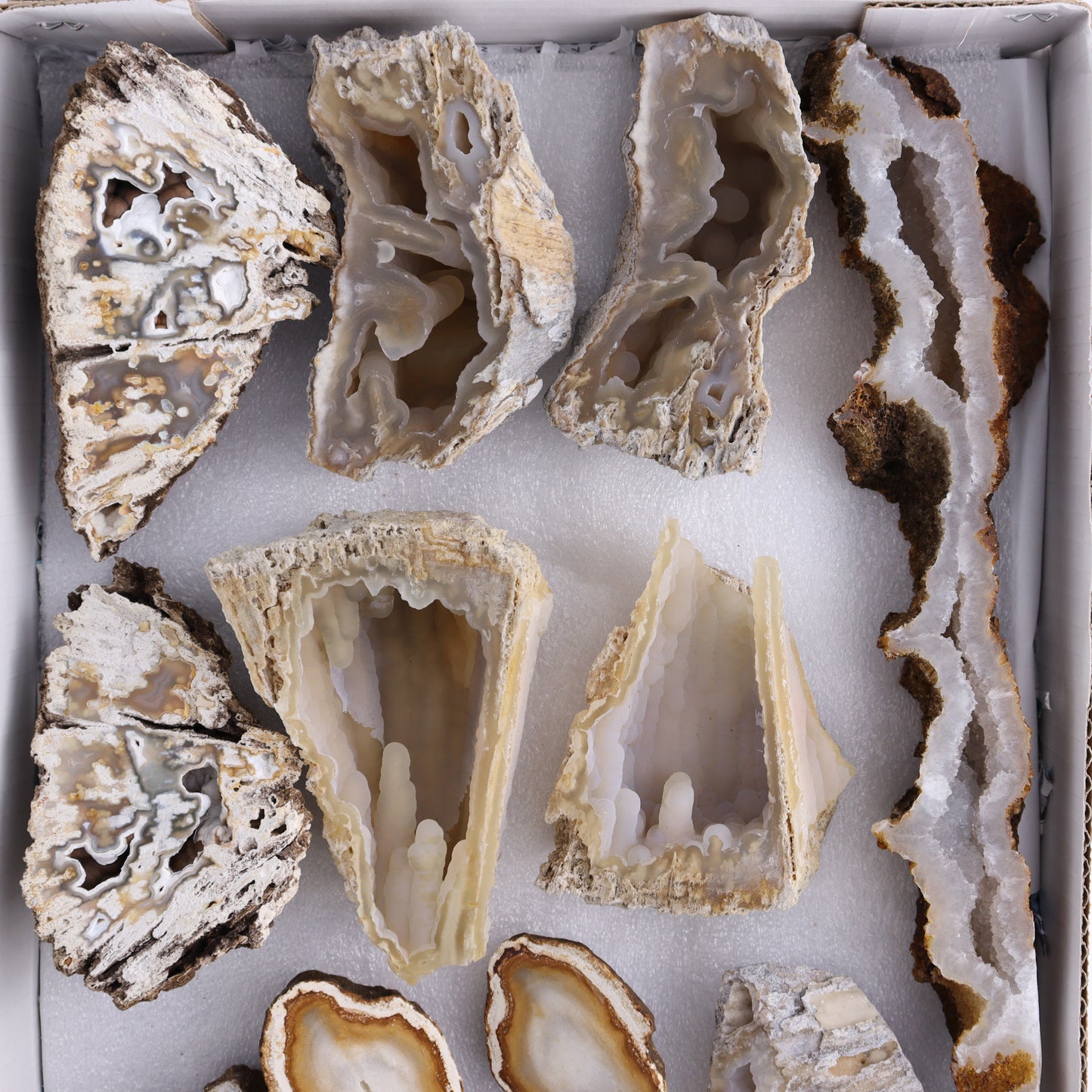 Agatized Coral Flat - Expert Wholesale and Supplier of Wholesale Crystals & Bulk Gemstones, ["Agate","Agatized Coral","Coral","United States"]
