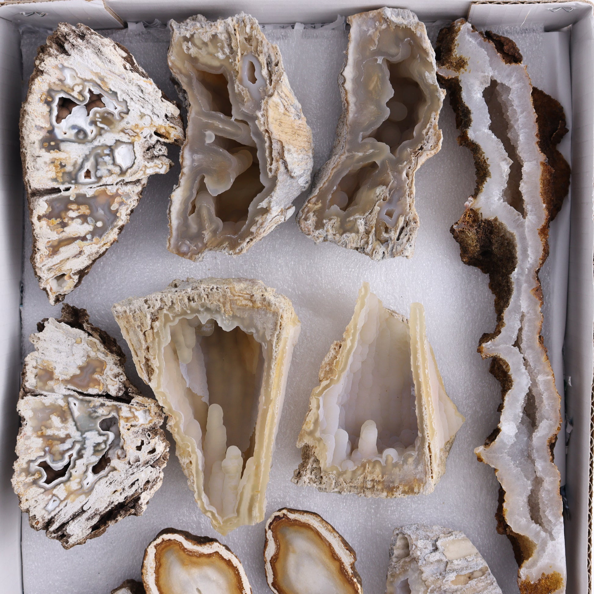 Agatized Coral Flat - Expert Wholesale and Supplier of Wholesale Crystals & Bulk Gemstones, ["Agate","Agatized Coral","Coral","United States"]