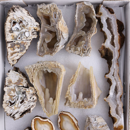 Agatized Coral Flat - Expert Wholesale and Supplier of Wholesale Crystals & Bulk Gemstones, ["Agate","Agatized Coral","Coral","United States"]