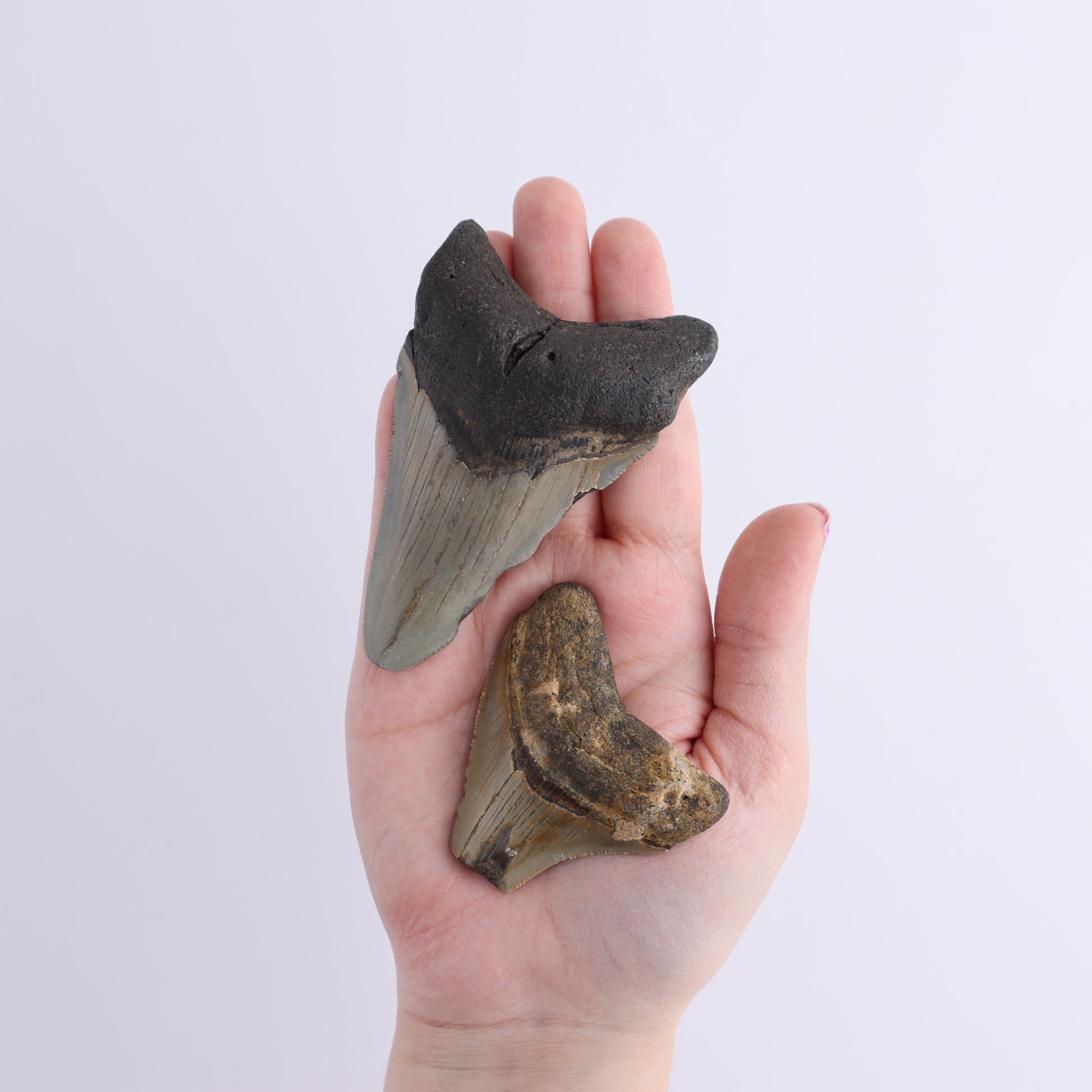 Megalodon Teeth Set of 6 - Expert Wholesale and Supplier of Wholesale Crystals & Bulk Gemstones, ["Megalodon Teeth","United States"]