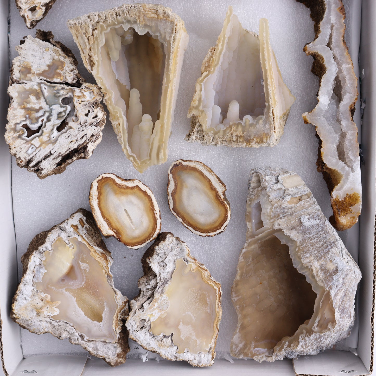 Agatized Coral Flat - Expert Wholesale and Supplier of Wholesale Crystals & Bulk Gemstones, ["Agate","Agatized Coral","Coral","United States"]