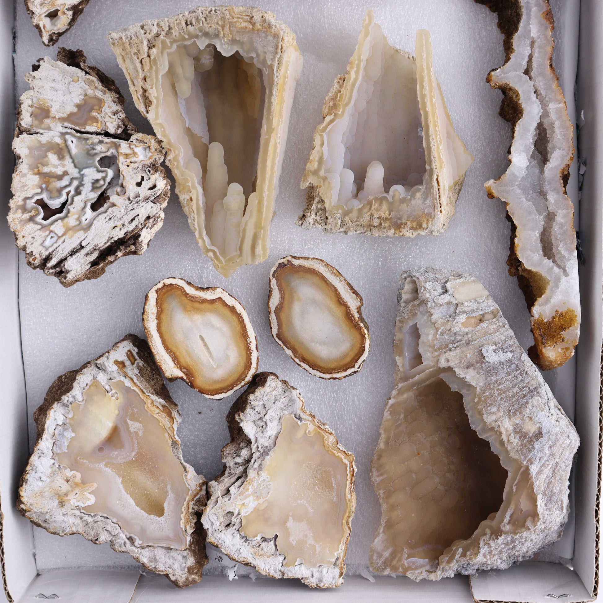 Agatized Coral Flat - Expert Wholesale and Supplier of Wholesale Crystals & Bulk Gemstones, ["Agate","Agatized Coral","Coral","United States"]