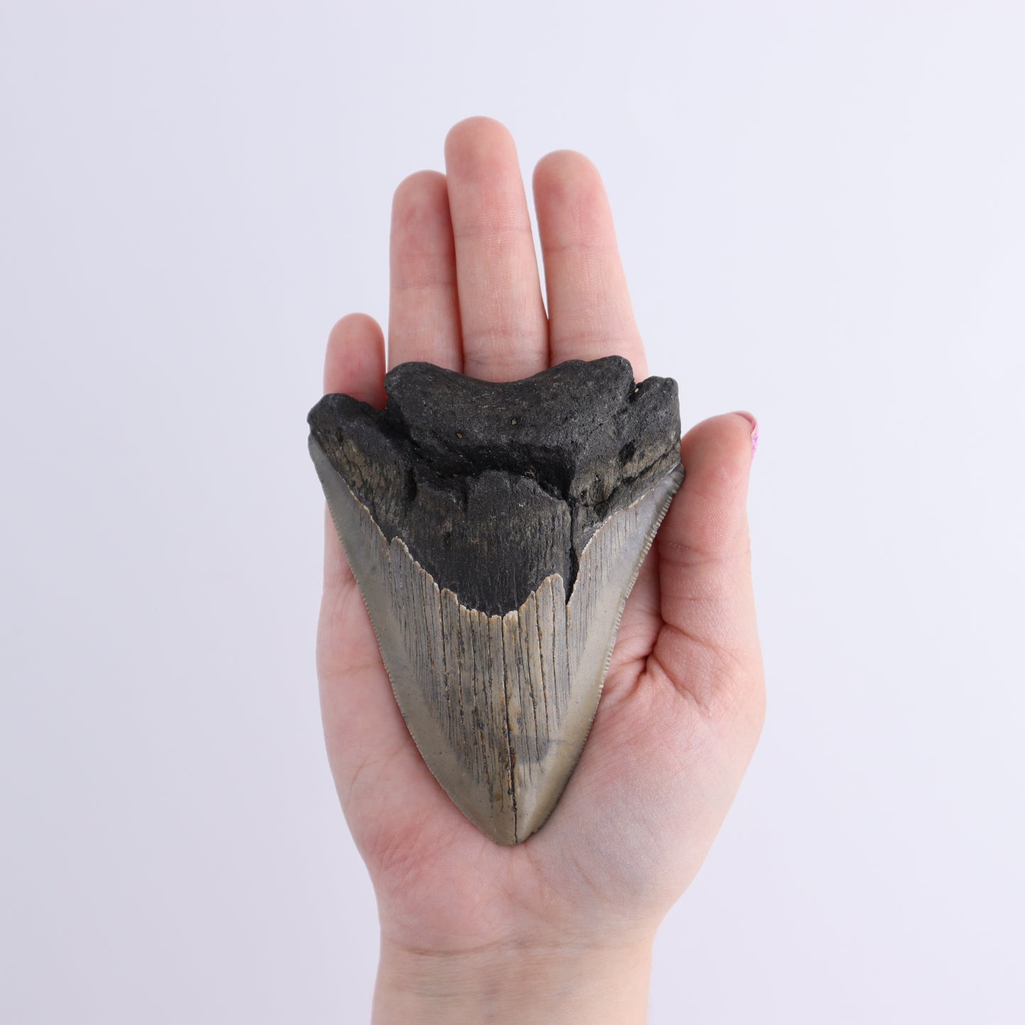 Megalodon Teeth Set of 6 - Expert Wholesale and Supplier of Wholesale Crystals & Bulk Gemstones, ["Megalodon Teeth","United States"]