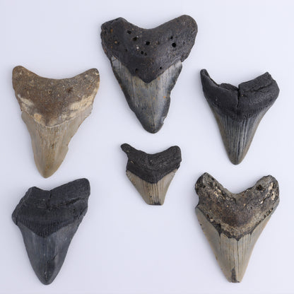Megalodon Teeth Set of 6 - Expert Wholesale and Supplier of Wholesale Crystals & Bulk Gemstones, ["Megalodon Teeth","United States"]