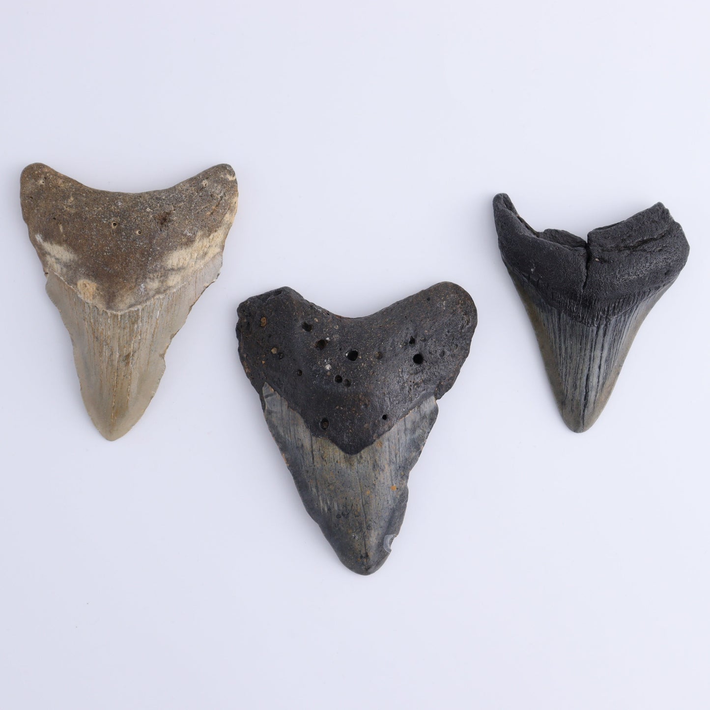 Megalodon Teeth Set of 6 - Expert Wholesale and Supplier of Wholesale Crystals & Bulk Gemstones, ["Megalodon Teeth","United States"]
