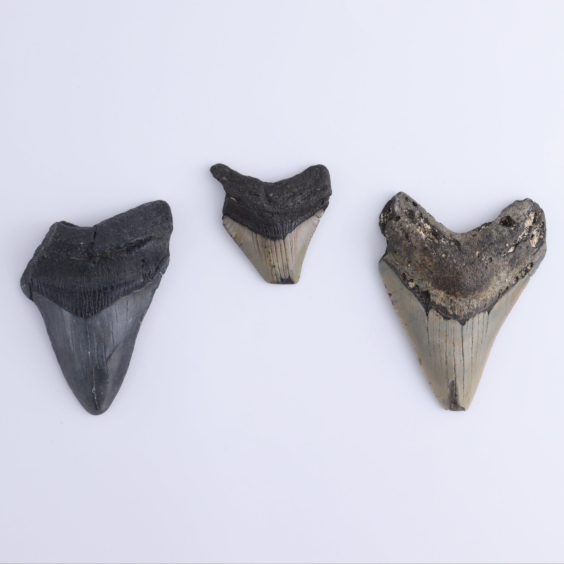 Megalodon Teeth Set of 6 - Expert Wholesale and Supplier of Wholesale Crystals & Bulk Gemstones, ["Megalodon Teeth","United States"]