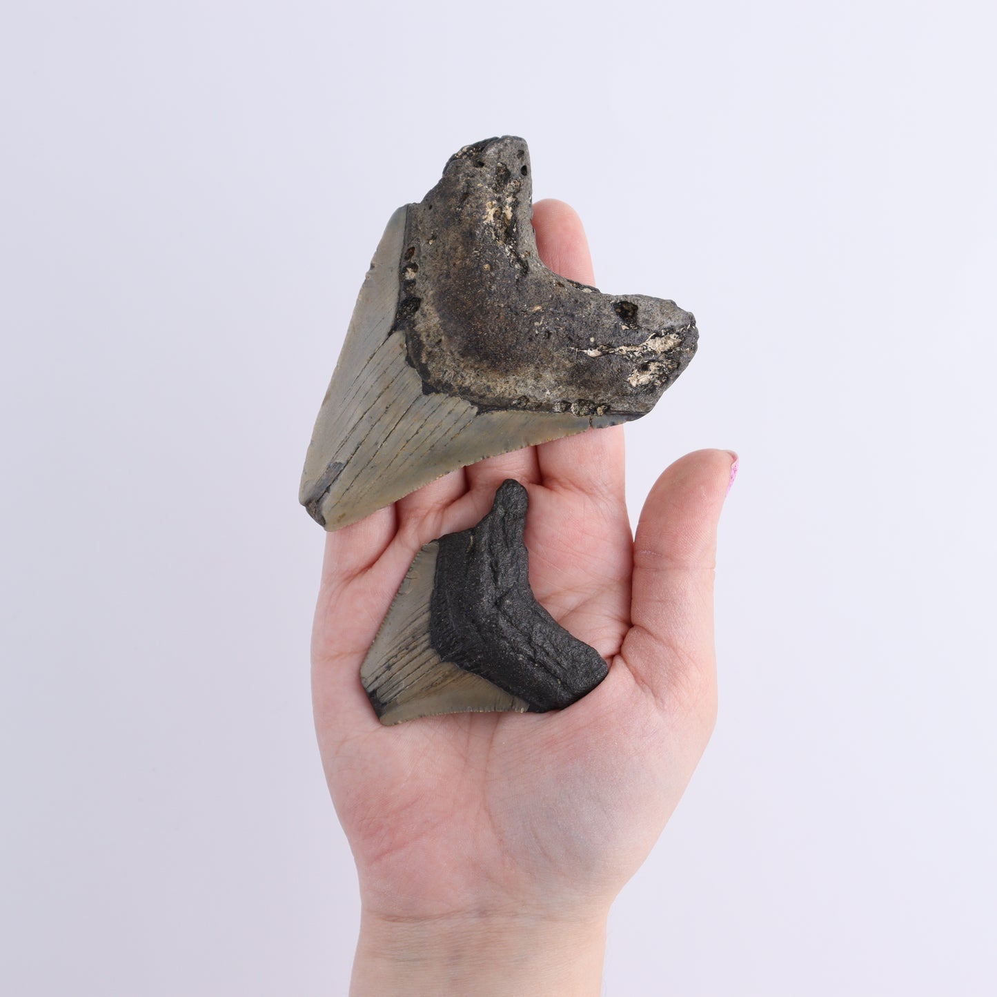 Megalodon Teeth Set of 6 - Expert Wholesale and Supplier of Wholesale Crystals & Bulk Gemstones, ["Megalodon Teeth","United States"]